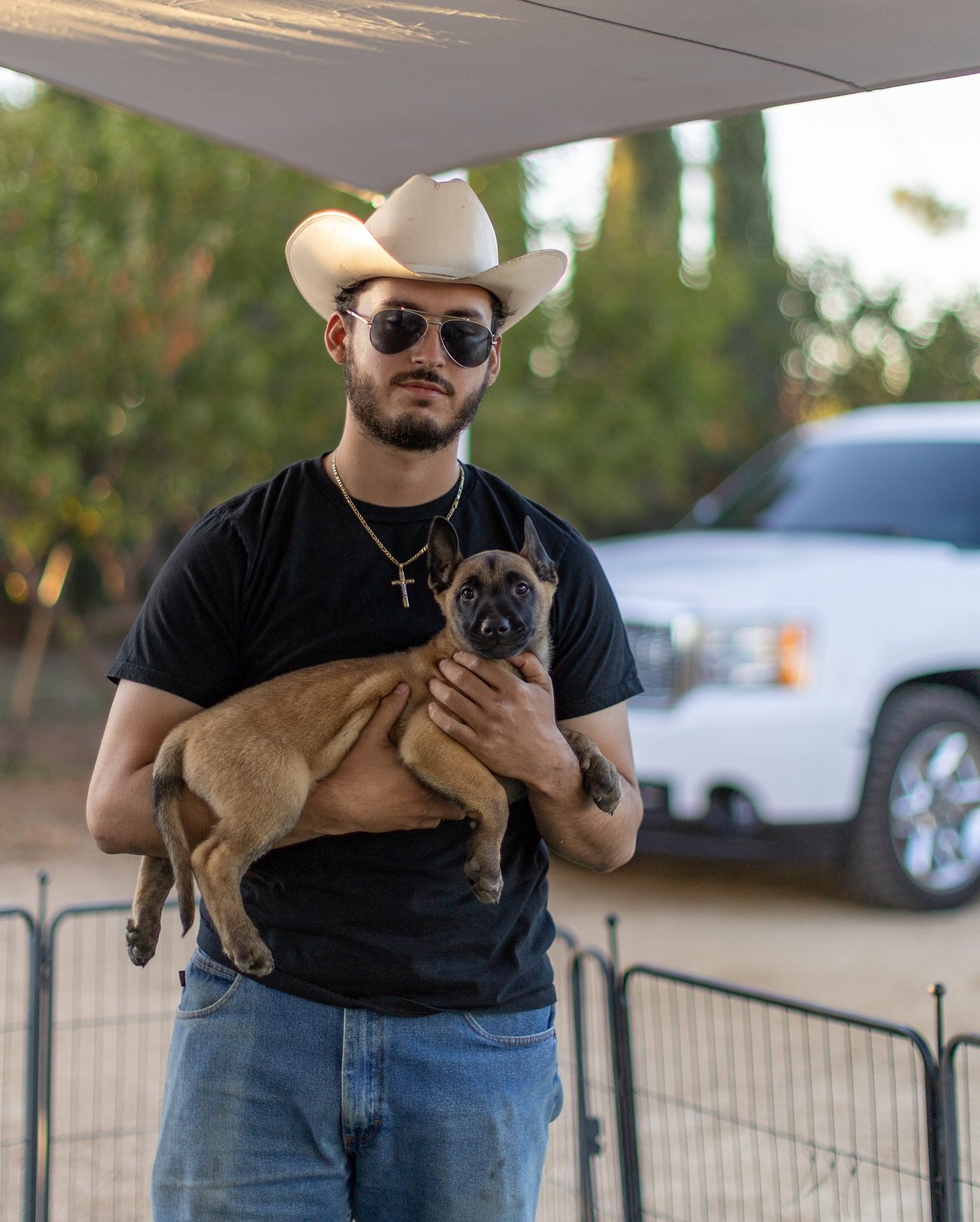 belgian malinois dogs for sale