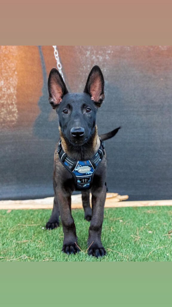 belgian malinois dogs for sale